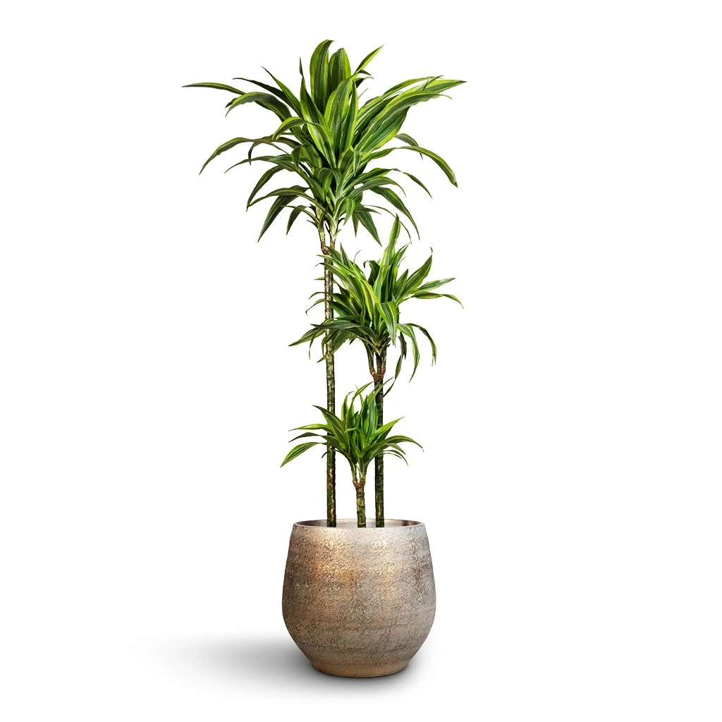 Dracaena Fragrans Lemon Lime - Multi Stem 17 Dracaena Fragrans Lemon Lime - Multi Stem - Image 15