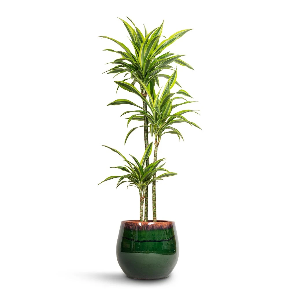 Dracaena Fragrans Lemon Lime - Multi Stem 13 Dracaena Fragrans Lemon Lime - Multi Stem - Image 11