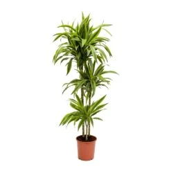 Dracaena Fragrans Lemon Lime - Multi Stem 33 Dracaena Fragrans Lemon Lime - Multi Stem -Plant Promotion Store Dracaena fragrans Lemon Lime Multi Stem Large