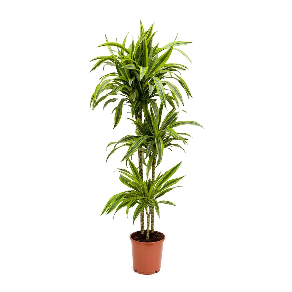Dracaena Fragrans Lemon Lime - Multi Stem 14 Dracaena Fragrans Lemon Lime - Multi Stem - Image 12