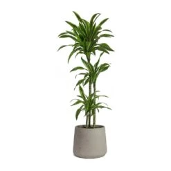 Patt Plant Pot - Grey Washed 41 Patt Plant Pot - Grey Washed -Plant Promotion Store Dracaena fragrans Lemon Lime Multi Stem Patt Plant Pot Grey Washed 5fb8f3d1 7454 44c1 b445 7bb9138f2993