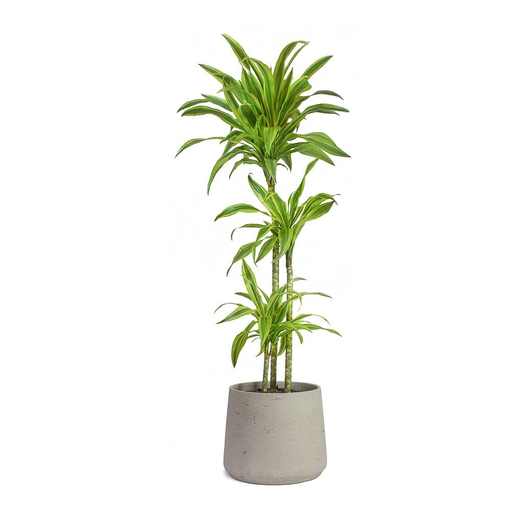 Dracaena Fragrans Lemon Lime - Multi Stem 21 Dracaena Fragrans Lemon Lime - Multi Stem - Image 19