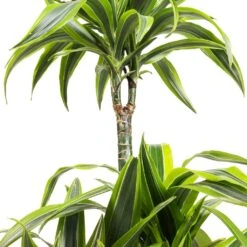 Dracaena Fragrans Lemon Lime - Multi Stem 30 Dracaena Fragrans Lemon Lime - Multi Stem -Plant Promotion Store Dracaena fragrans Lemon Lime Multi Stem SWATCH