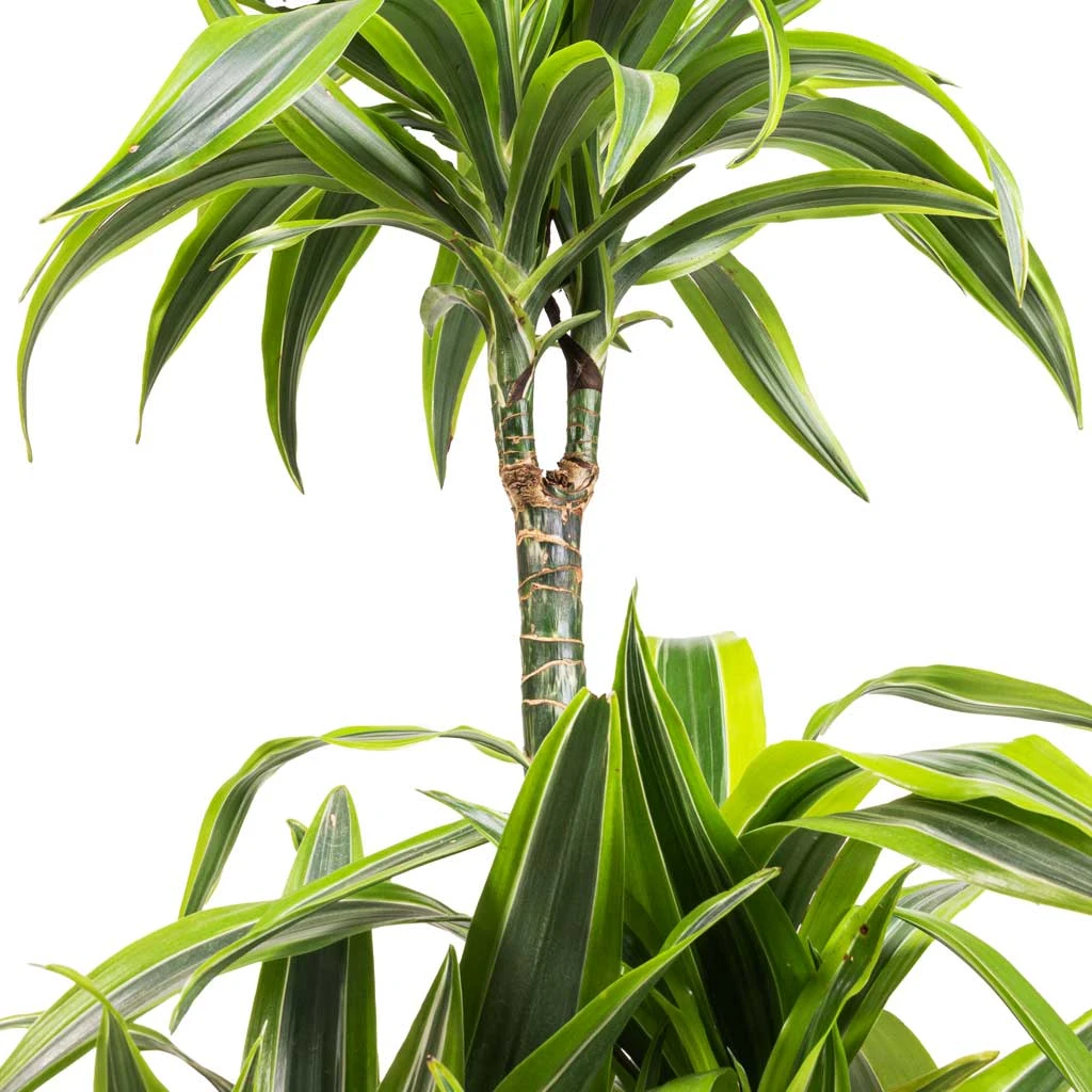Dracaena Fragrans Lemon Lime - Multi Stem 11 Dracaena Fragrans Lemon Lime - Multi Stem - Image 9