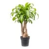 Dracaena Fragrans Massangeana - Branched 2 Dracaena Fragrans Massangeana - Branched -Plant Promotion Store Dracaena fragrans Massangeana Branched 27x110cm