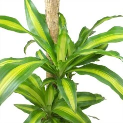 Dracaena Fragrans Massangeana - Multi Stem 11 Dracaena Fragrans Massangeana - Multi Stem -Plant Promotion Store Dracaena fragrans Massangeana Leaves