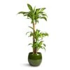 Dracaena Fragrans Massangeana - Multi Stem 1 Dracaena Fragrans Massangeana - Multi Stem -Plant Promotion Store Dracaena fragrans Massangeana Multi Stem 24x135cm 3 stems Aimee Plant Pot Pear 33x28cm