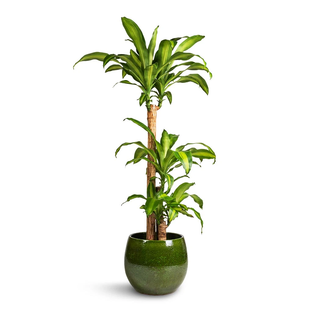 Dracaena Fragrans Massangeana - Multi Stem 3 Dracaena Fragrans Massangeana - Multi Stem