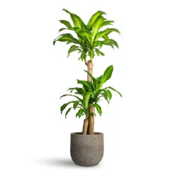 Cody Cement & Stone Plant Pot - Granite Grey 14 Cody Cement & Stone Plant Pot - Granite Grey -Plant Promotion Store Dracaena fragrans Massangeana Multi Stem 24x140cm 3 stems Cody Cement Stone Plant Pot Granite Grey 30x27cm 1