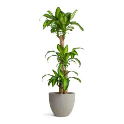 Dracaena Fragrans Massangeana - Multi Stem 12 Dracaena Fragrans Massangeana - Multi Stem -Plant Promotion Store Dracaena fragrans Massangeana Multi Stem Mini Jesslyn Plant Pot Grey Washed 1d2ee659 fe6e 49d7 97ae c150ba57569b