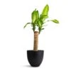 Dracaena Fragrans Massangeana - Single Stem 1 Dracaena Fragrans Massangeana - Single Stem -Plant Promotion Store Dracaena fragrans Massangeana Single Stem 14x65cm Coral Refined Planter Volcano Black 18x15cm