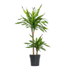 Dracaena Fragrans Riki - Multi Stem 14 Dracaena Fragrans Riki - Multi Stem -Plant Promotion Store Dracaena fragrans Riki Multi Stem 19cm