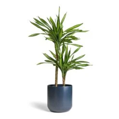 Dracaena Fragrans Riki - Multi Stem 17 Dracaena Fragrans Riki - Multi Stem -Plant Promotion Store Dracaena fragrans Riki Multi Stem 19x85cm 2 stems Lisbon Plant Pot Navy 24x24cm