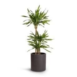 Dracaena Fragrans Riki - Multi Stem 13 Dracaena Fragrans Riki - Multi Stem -Plant Promotion Store Dracaena fragrans Riki Multi Stem 21x100cm 3stems Max Refined Planter Volcano Black 29x29.5cm a52b05ae d393 4543 83a5 e58e58009954