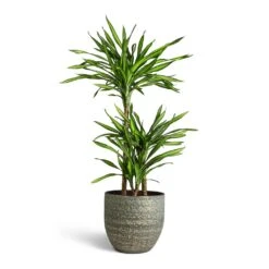 Rinca Plant Pot - Shiny Green 30 Rinca Plant Pot - Shiny Green -Plant Promotion Store Dracaena fragrans Riki Multi Stem 21x100cm 3 stems Rinca Plant Pot Shiny Green 29x26cm 3a4d4980 6d0b 4b90 930a 2501c7de1a20