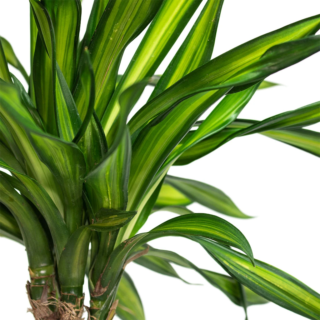 Dracaena Fragrans Riki - Multi Stem 4 Dracaena Fragrans Riki - Multi Stem - Image 2