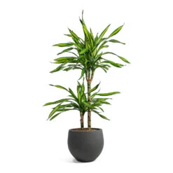 Dracaena Fragrans Riki - Multi Stem 15 Dracaena Fragrans Riki - Multi Stem -Plant Promotion Store Dracaena fragrans Riki Multi Stem Mini Orb Kevan Plant Pot Black Washed