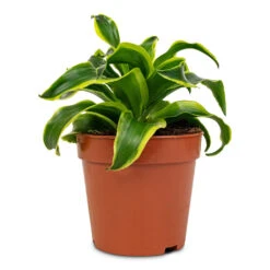 Dracaena Fragrans Tornado - Head 16 Dracaena Fragrans Tornado - Head -Plant Promotion Store Dracaena fragrans Tornado Head 12x25cm