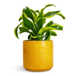 Arley Plant Pot - Yellow Bee -Plant Promotion Store Dracaena fragrans Tornado Head 12x25cm Arley Plant Pot Yellow Bee 12.5x13.5cm