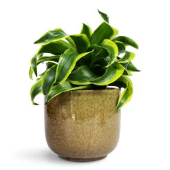 Nine Plant Pot - Olive Green 15 Nine Plant Pot - Olive Green -Plant Promotion Store Dracaena fragrans Tornado Head 12x25cm Nine Plant Pot Olive Green 17x15cm 1
