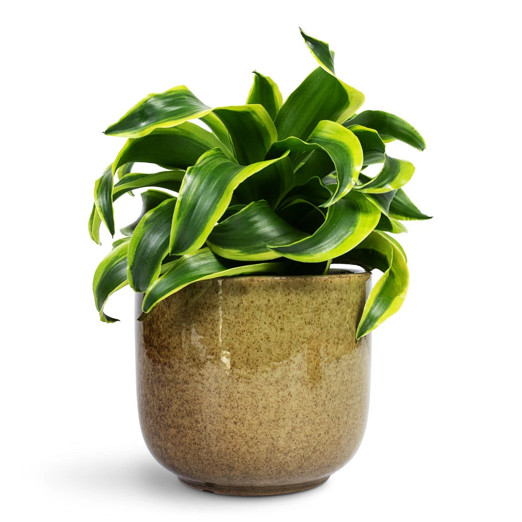 Nine Plant Pot - Olive Green 8 Nine Plant Pot - Olive Green - Image 6