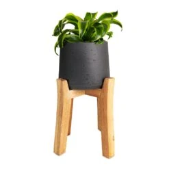 Patt Plant Pot - Tall Stand - Black Washed 19 Patt Plant Pot - Tall Stand - Black Washed -Plant Promotion Store Dracaena fragrans Tornado Head 12x25cm Patt Plant Pot Tall Stand Black Washed 23x34cmcopy 99b01b54 1c04 4197 876a 62e4fc0fa06a
