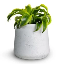 Dracaena Fragrans Tornado - Head 19 Dracaena Fragrans Tornado - Head -Plant Promotion Store Dracaena fragrans Tornado Head 12x25cm Patt Plant Pot White Washed 16x14cmcopy 36a346b0 8e01 48ba 8e6e 46b21bf57cff