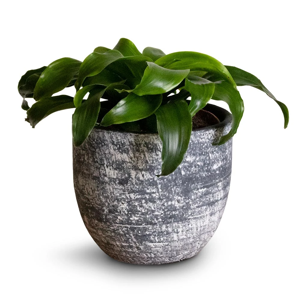 Cas Plant Pot - Anthracite 17 Cas Plant Pot - Anthracite - Image 15