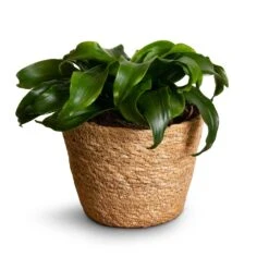 Dracaena Fragrans Twister - Head 11 Dracaena Fragrans Twister - Head -Plant Promotion Store Dracaena fragrans Twister Head 12x25cm Igmar Plant Basket Natural 15x12cm