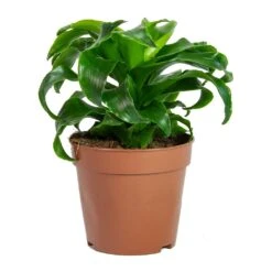 Dracaena Fragrans Twister - Head 13 Dracaena Fragrans Twister - Head -Plant Promotion Store Dracaena fragrans Twister Head