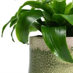 Dracaena Fragrans Twister - Head 14 Dracaena Fragrans Twister - Head -Plant Promotion Store Dracaena fragrans Twister Head Jorrit Plant Pot Satin Green Close Up 1aee5229 9505 447b ac78 6198f2e3e971