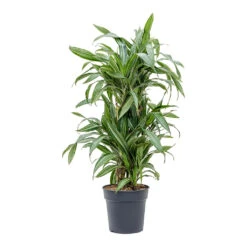 Dracaena Fragrans Ulises - Branched -Plant Promotion Store Dracaena fragrans Ulises Branched