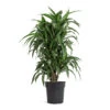 Dracaena Fragrans Ulises - Branched -Plant Promotion Store Dracaena fragrans Ulises Branched 24cm