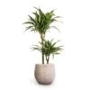 Dracaena Fragrans Ulises - Multi Stem -Plant Promotion Store Dracaena fragrans Ulises Multi Stem 19x100cm 2stems Ryan Plant Pot White Black 26x26cm 1a7d2314 f355 4a48 a134 5140499f7e3e
