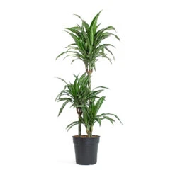 Dracaena Fragrans Ulises - Multi Stem -Plant Promotion Store Dracaena fragrans Ulises Multi Stem 21cm