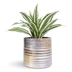 Didi Plant Pot - Pearl Blue -Plant Promotion Store Dracaena fragrans White Jewel Head 12x25cm Didi Plant Pot Pearl Blue 14x13cm 1