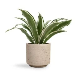 Dracaena Fragrans White Jewel - Head 17 Dracaena Fragrans White Jewel - Head -Plant Promotion Store Dracaena fragrans White Jewel Head 12x25cm Novi Plant Pot Grey Washed 15x13.5cm 35f6af3f cd0a 4432 a537 637f09b3f06a