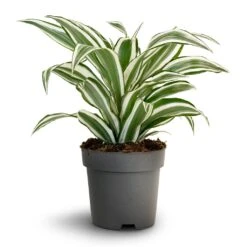 Dracaena Fragrans White Jewel - Head 19 Dracaena Fragrans White Jewel - Head -Plant Promotion Store Dracaena fragrans White Jewel Head 17x50cm