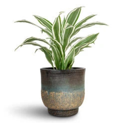 Dracaena Fragrans White Jewel - Head 16 Dracaena Fragrans White Jewel - Head -Plant Promotion Store Dracaena fragrans White Jewel Head 17x50cm Aico Plant Pot Shiny Blue 22x20cm