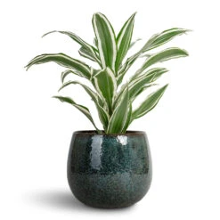 Dracaena Fragrans White Jewel - Head 20 Dracaena Fragrans White Jewel - Head -Plant Promotion Store Dracaena fragrans White Jewel Head 17x50cm Odile Plant Pot Petrol 21x17cm cf8c66e0 c05b 457f 9a94 5d7d10fd2919