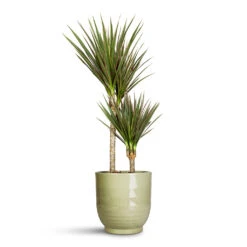 Sofia Plant Pot - Green 21 Sofia Plant Pot - Green -Plant Promotion Store Dracaena marginata Bicolour Multi Stem 17x70cm 2 stems Sofia Pot Green 19x19cm 1