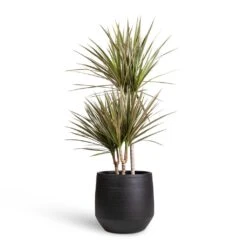 Norell Plant Pot - Black -Plant Promotion Store Dracaena marginata Bicolour Multi Stem 21x100cm 3 stems Norell Plant Pot Black 29x28cm