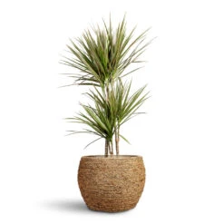 Plant Promotion Store -Plant Promotion Store Dracaena marginata Bicolour Multi Stem 21x110cm 3 stems Abby Plant Pot Straw Grass 40x28cm 1