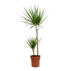 Dracaena Marginata Red Edged - Multi Stem -Plant Promotion Store Dracaena marginata Red Edged Branched 21x120cm 2 Stems