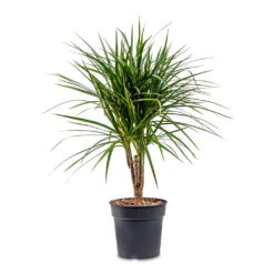 Dracaena Marginata Red Edged - Branched 20 Dracaena Marginata Red Edged - Branched -Plant Promotion Store Dracaena marginata Red Edged Branched 21x75cm