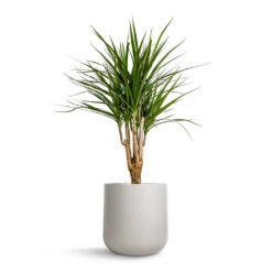 Lisbon Plant Pot - Light Grey 21 Lisbon Plant Pot - Light Grey -Plant Promotion Store Dracaena marginata Red Edged Branched 21x75cm Lisbon Plant Pot Light Grey 24x24cm