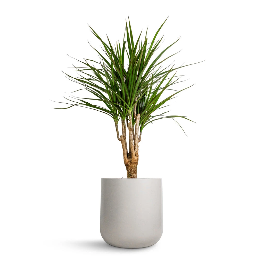 Lisbon Plant Pot - Light Grey 10 Lisbon Plant Pot - Light Grey - Image 8