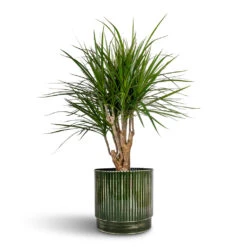 Dracaena Marginata Red Edged - Branched 23 Dracaena Marginata Red Edged - Branched -Plant Promotion Store Dracaena marginata Red Edged Branched 21x75cm Nella Plant Pot Forest 25x24cm 1