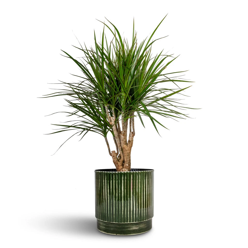 Nella Plant Pot - Forest 9 Nella Plant Pot - Forest - Image 7
