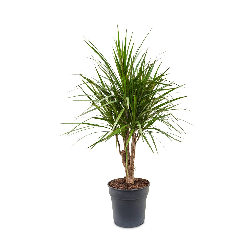 Dracaena Marginata Red Edged - Branched 10 Dracaena Marginata Red Edged - Branched - Image 8